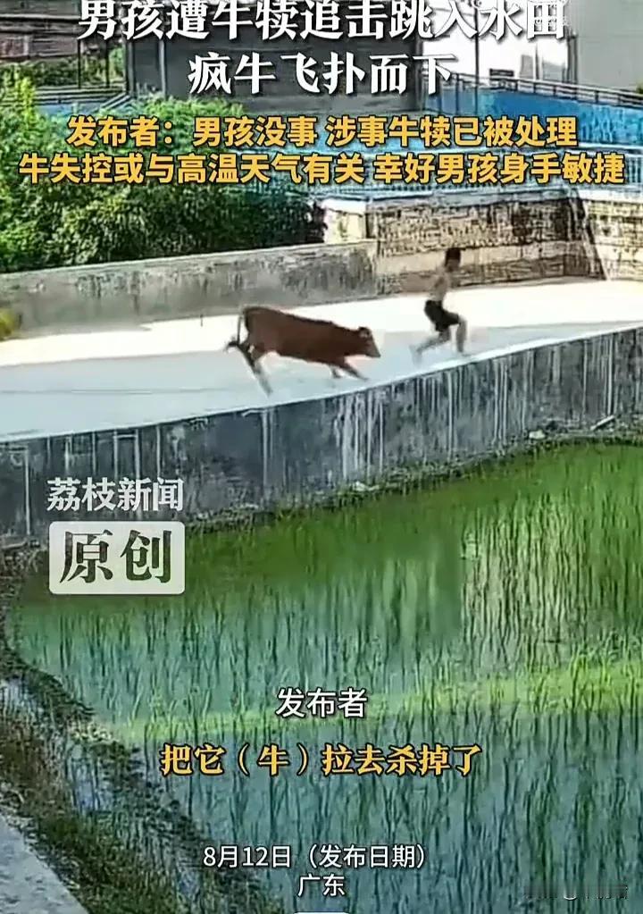 看完直接震惊了！8月12日，广东一头牛因为天气太热突然发疯，刚好看见一个男孩在眼