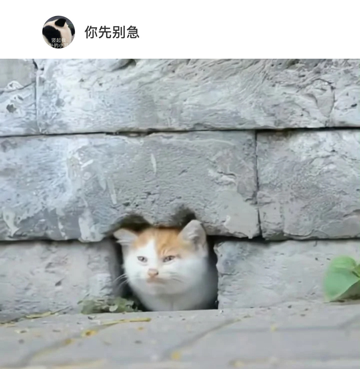 小猫祖辈磨了几百年才有的猫洞[doge]