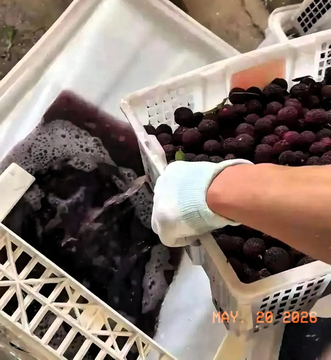 用药水浸泡杨梅的无良商贩，还说出一番歪理。他扬言：你敢把这事公之于众，所作所为