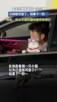 看完这段视频，爱猫人的心一下就软了。昏暗的地库里，撞见一只软乎乎的小猫，安安静