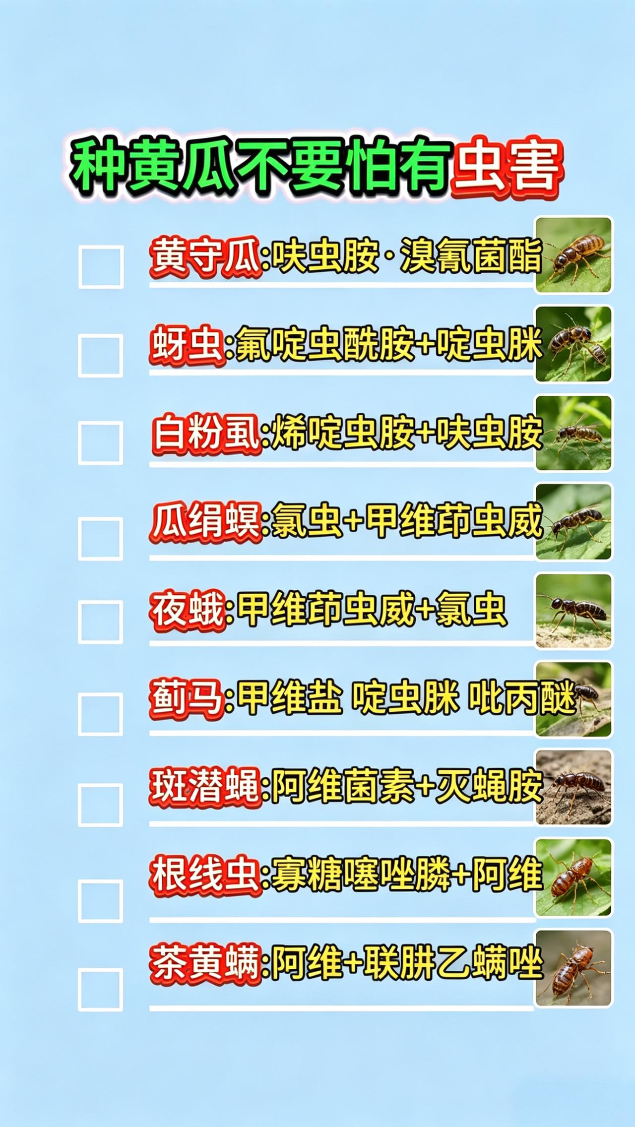 黄瓜种植虫害防治蚜虫黄守瓜