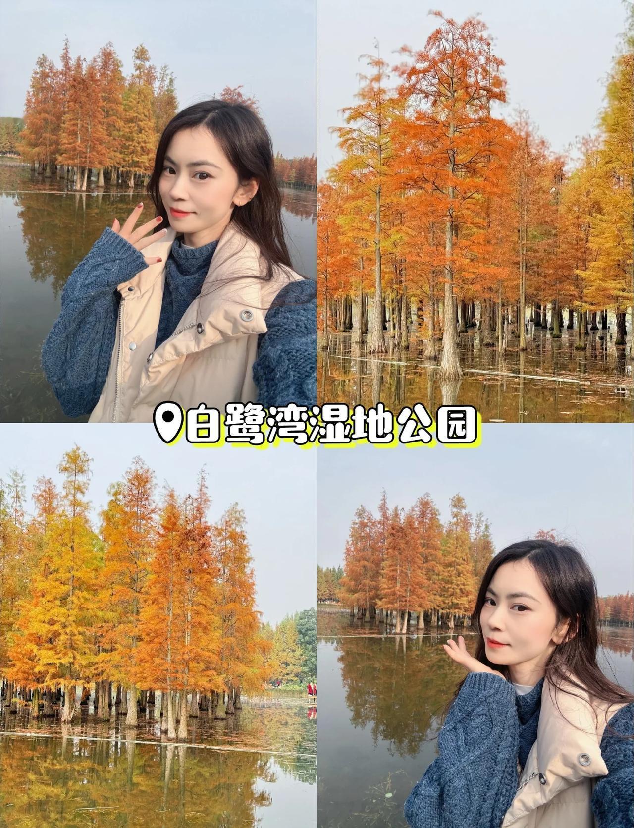 水杉全红了！现在就是最佳观赏期~这个季节周末真的太适合来这儿躺平了～一边赏红