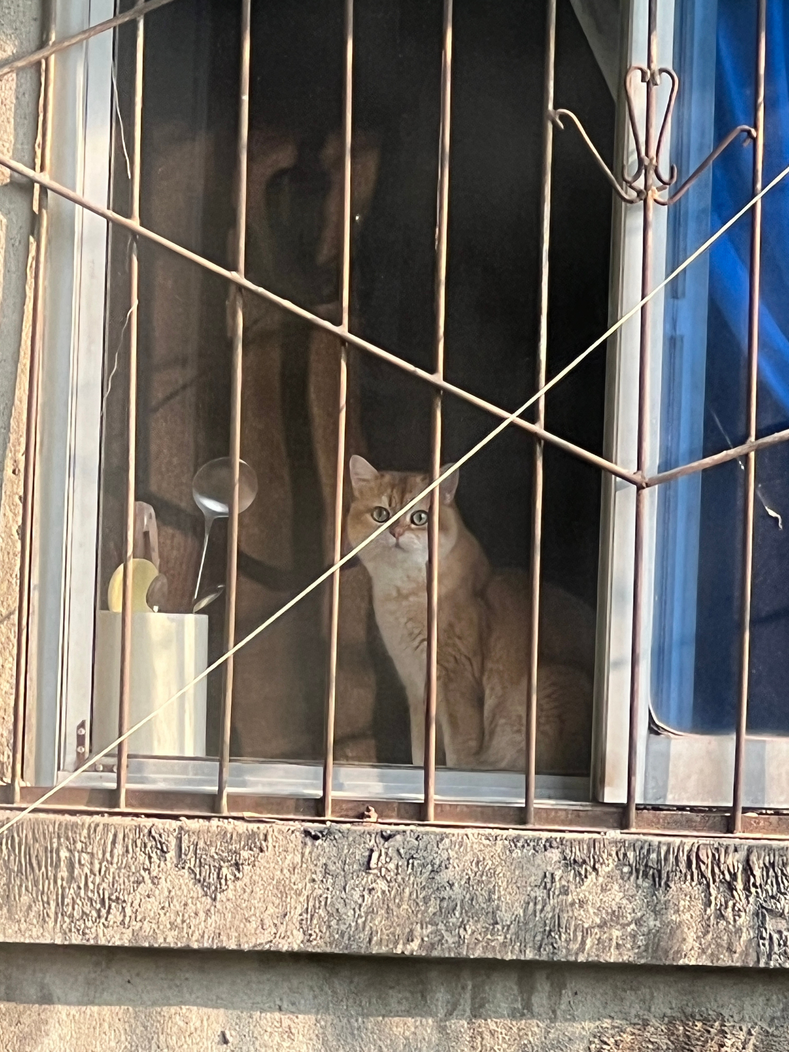 楼下的人在吵架连小猫咪都出来看了