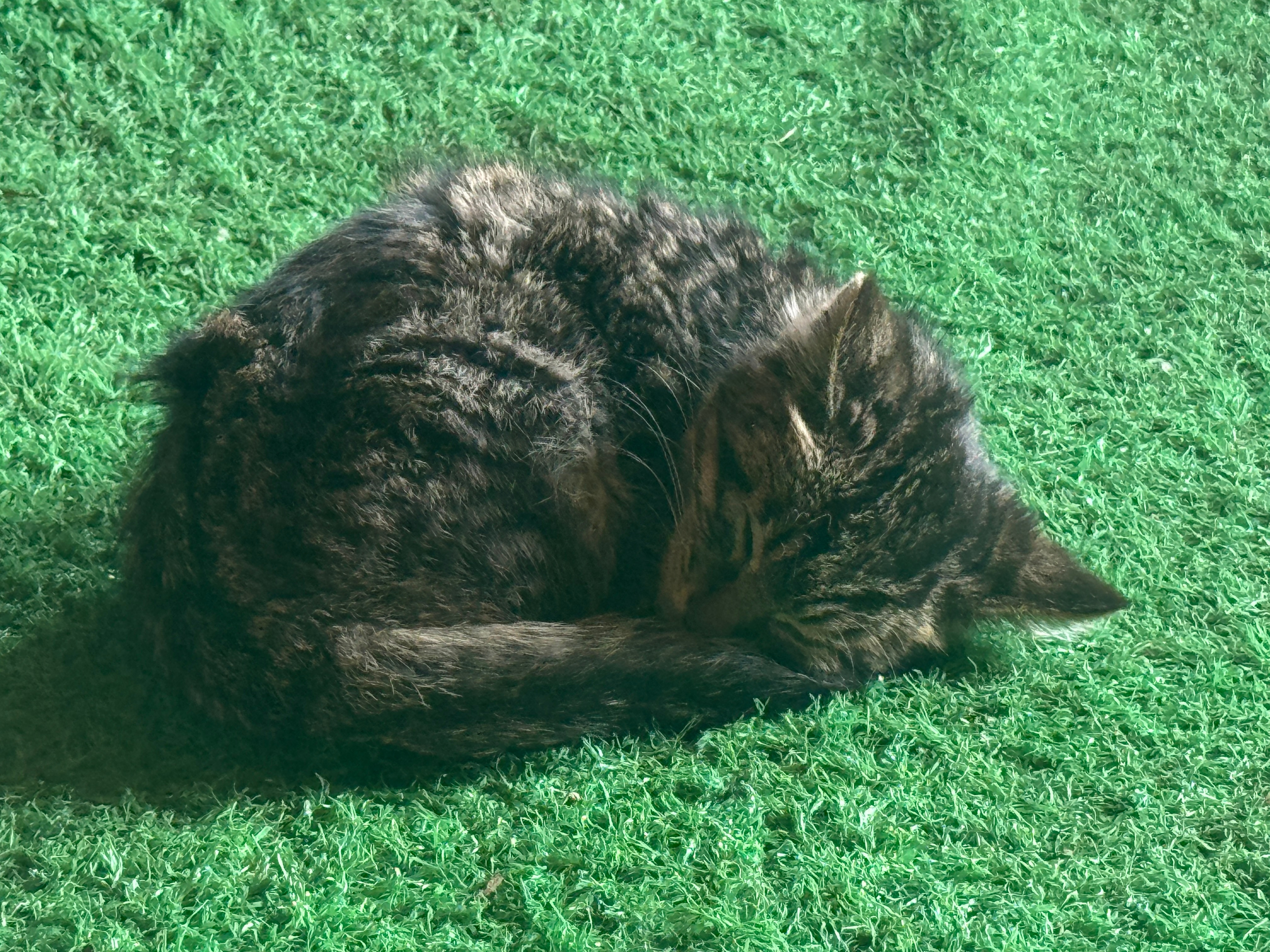 懒猪般可爱的小猫咪​​​