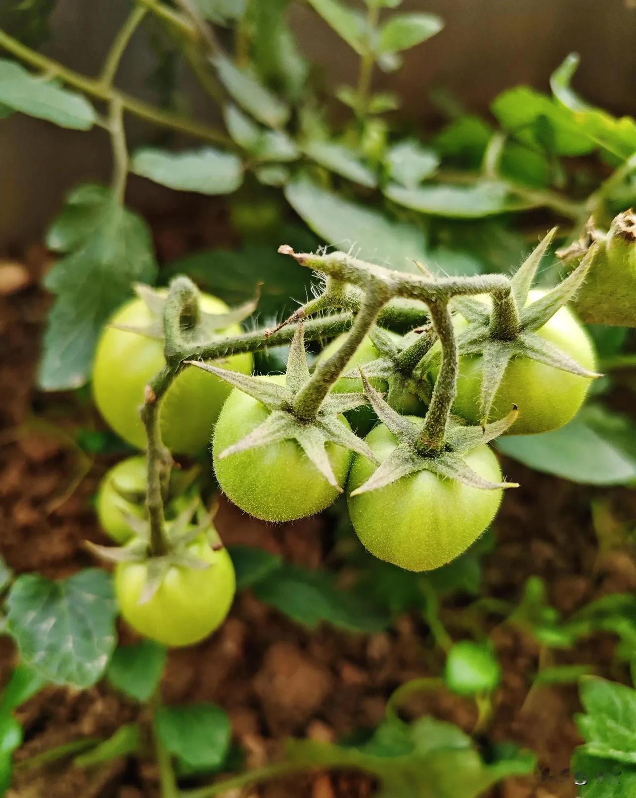 现在有点纠结，不知道是否拔番茄秧种香菜？大家给个意见。立冬都到了，天气