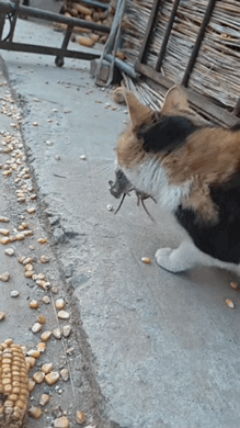 这是一只绝世好猫。主人家翻晒玉米，猫咪一会儿就抓了五六只老鼠，这嘴都含不下了