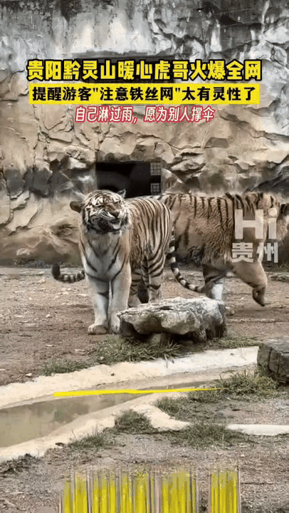 这只老虎也太暖心啦[赞]小朋友到公园里面逗老虎玩的时候，一只老虎来到了这个小朋