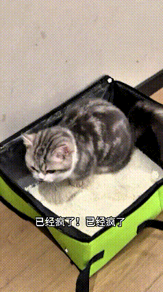 猫咪跟着主人坐车整整六个小时，一路上憋着屎尿，可把小家伙给难受坏了。好不容易抵