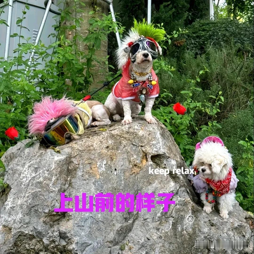 三只小狗跟着主人去爬九顶山，上山前一个个帅气无比。到达山顶时，三只小狗瞬间吸引了