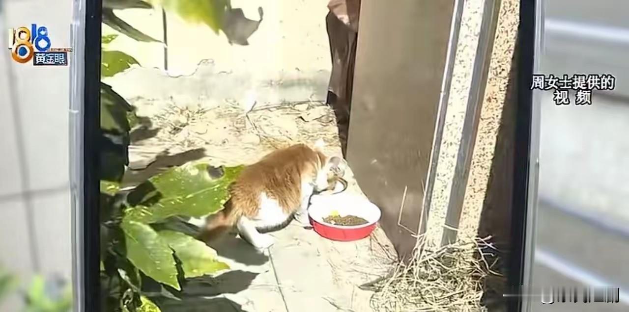 在浙江宁波的一个小区内，一位女子心怀善意，耗费时间与精力喂养流浪猫，还特意搭建了