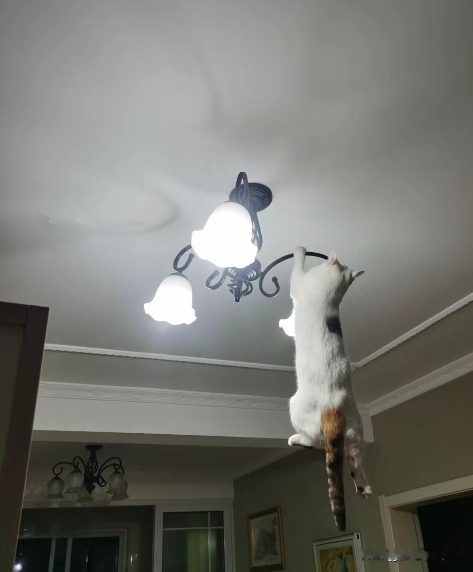 崩溃！这猫彻底没法管了！砸完家居然学会开水龙头，主人被折磨到直接关笼🤯网