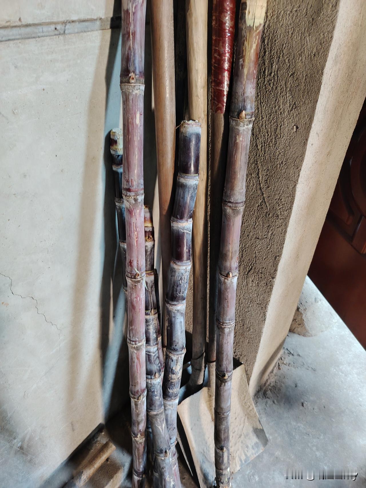 甘蔗只要遇上霜降到来，就意味着要马上进行挖倒堆藏起来了。这不，四五家种甘蔗的街坊