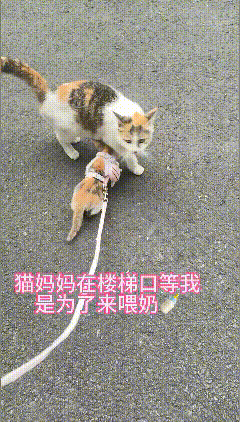 瞬间读懂流浪猫妈的隐忍母爱，温柔得让人破防😭原来流浪猫妈妈日复一日守在门