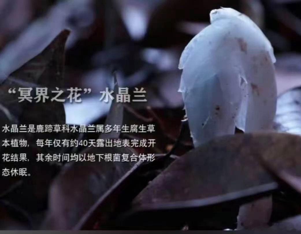 机器狗第一次进哀牢山就拍到冥界之花第一批机器狗当同事的受益者出现了哀牢山地势复