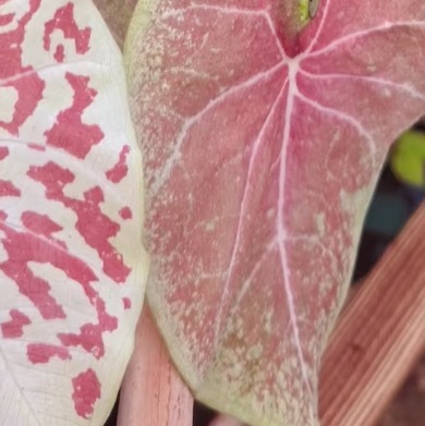 0000彩叶芋种植1.盆土配置：建议使用泥炭土、腐叶土与珍珠岩按2:1:1混合