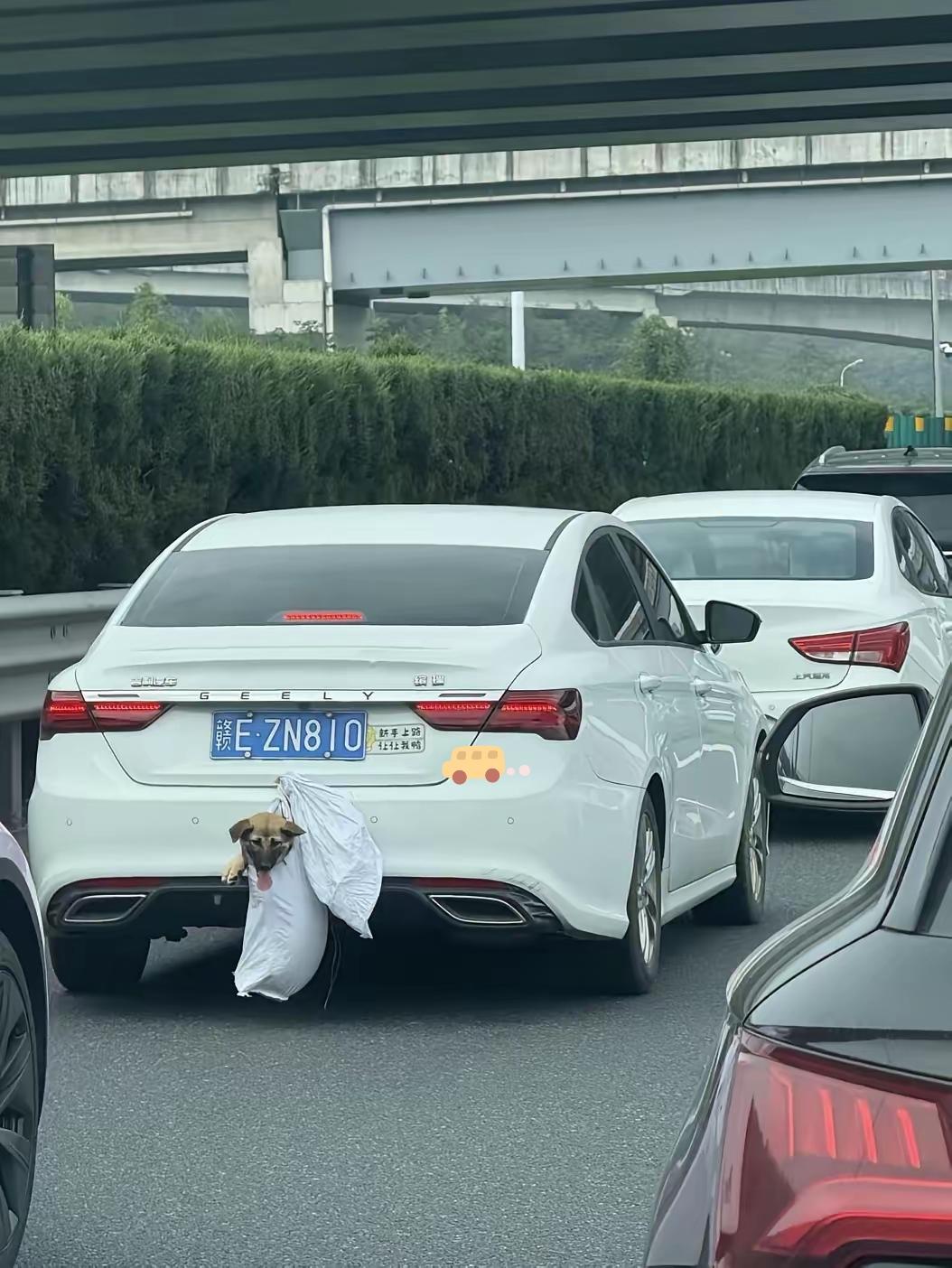 长途带狗出行别犯傻！养宠人注意！长途开车带狗，可别图省事把它挂在车外，这操