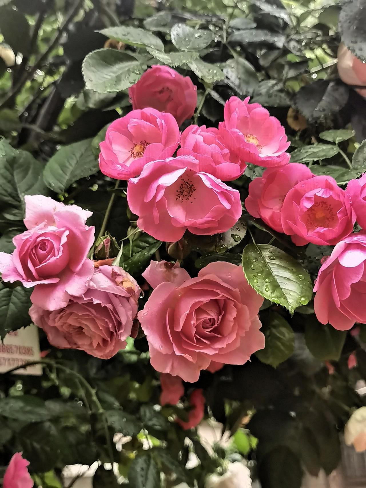 晒图笔记大赛雨中漫步赏花，随手拍照记录春日生活中的美好瞬间。