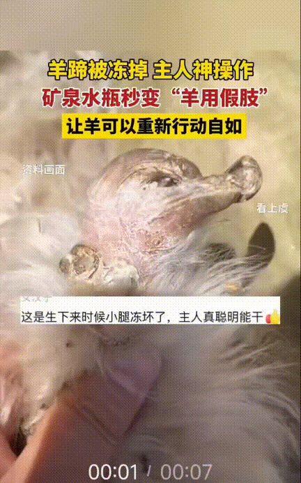 谁看了不说一句这小羊太有福气！西藏，一只刚出生的小羊不幸被冻坏了小腿，软趴趴的根