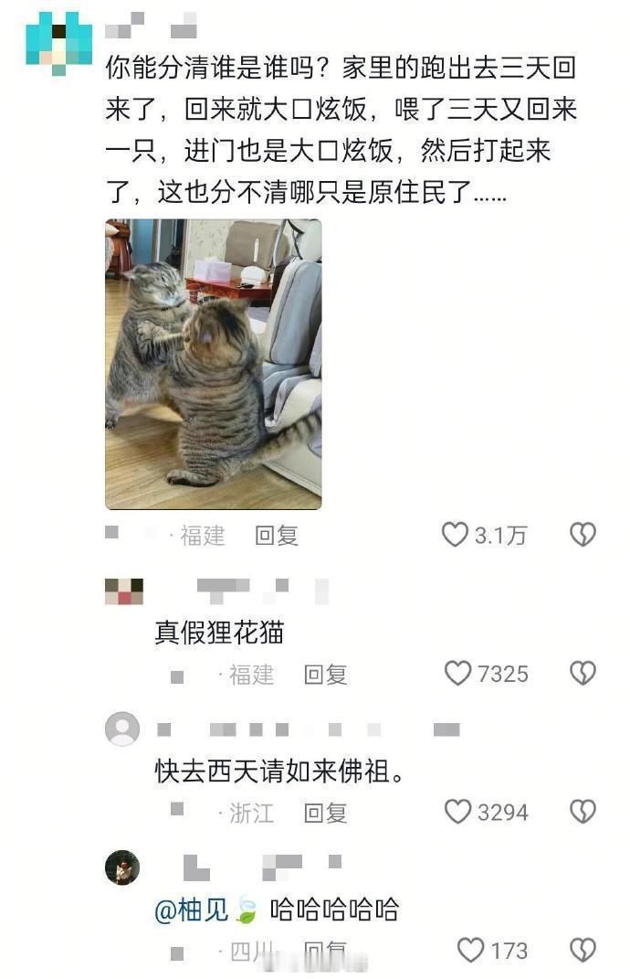 狸花猫连夜扛着户口本跑了