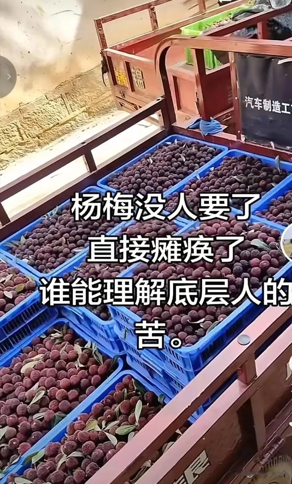 闹大了！​漳州杨梅已滞销了！浙江市场一商户吐槽，今年不仅漳州杨梅，还有杭州杨