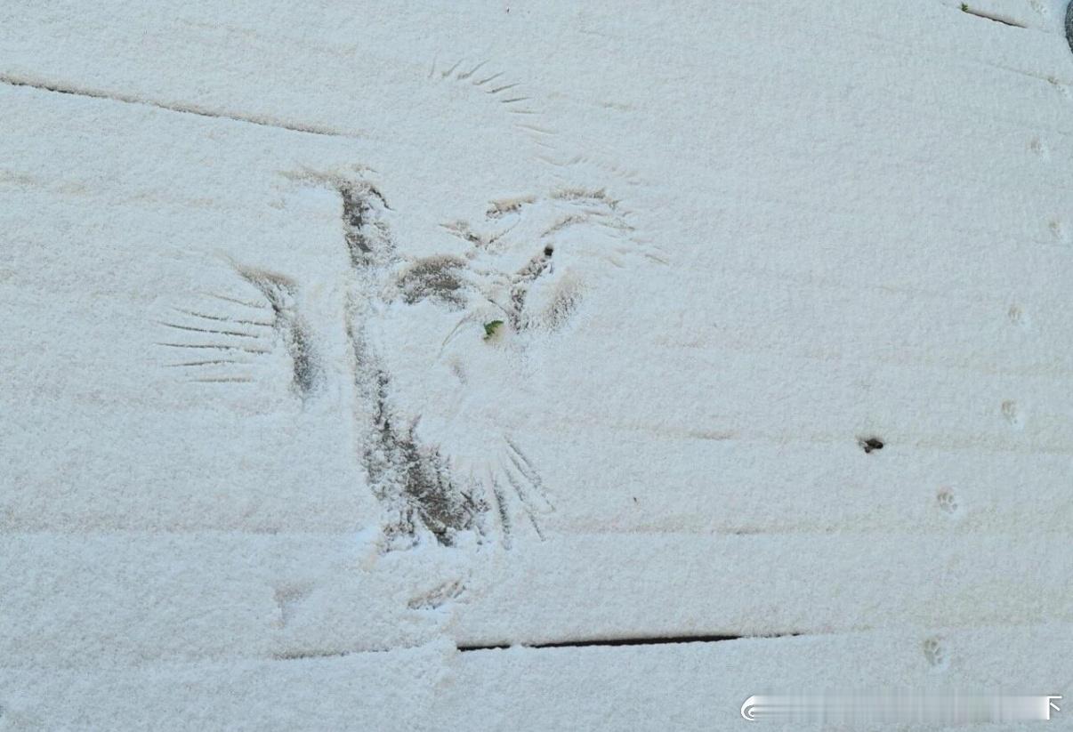 5636地滑到鸟都摔倒了