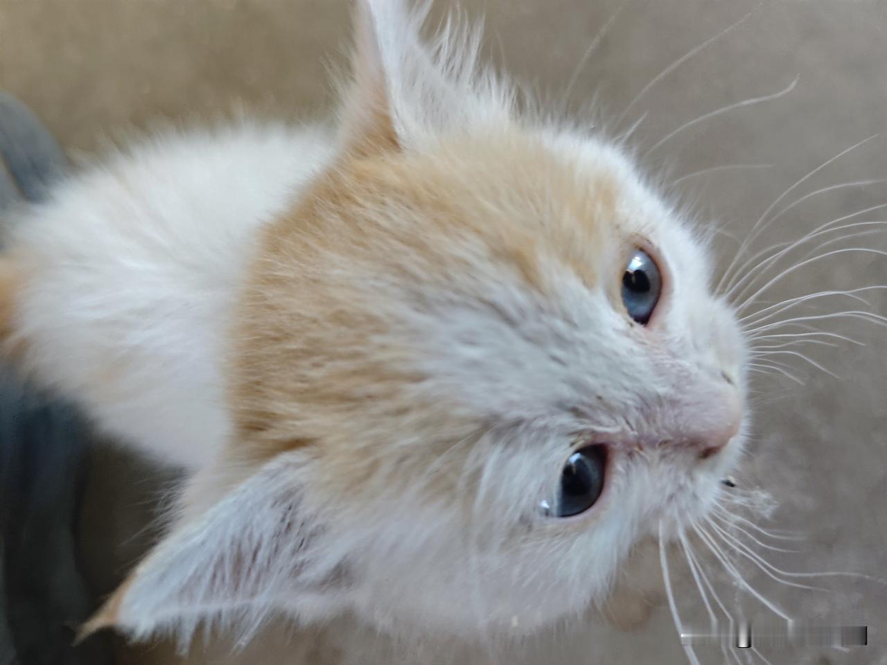 收留了一只被遗弃的小猫咪来到我家门口的小猫咪，看着还没有出满月，不知道是不是被弃