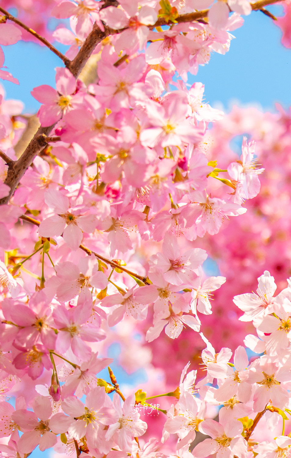 赶紧冲‼️趁着没下雨☔️趁着还没降温🥶龟山的樱花大道已经爆开‼️蓝天下的寒飞樱