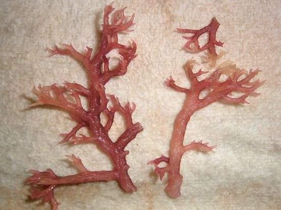 这种海藻类植物, 可凉拌可制果冻, 能降压降脂, 预防便秘