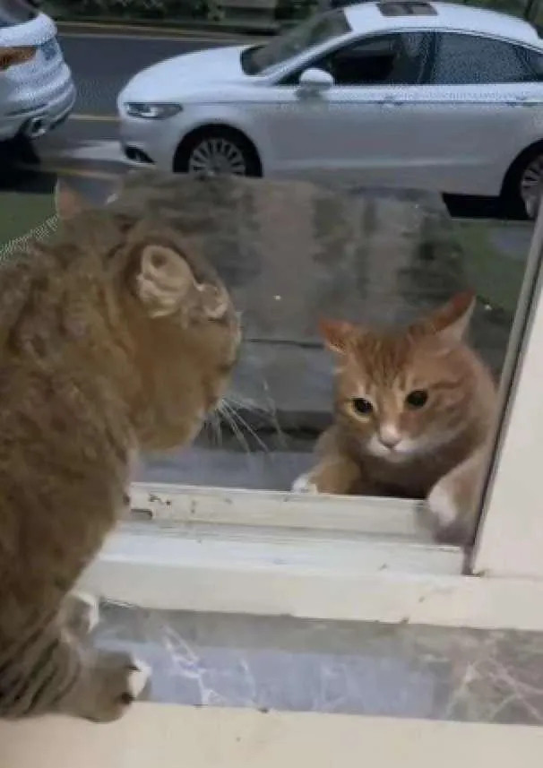 一只流浪猫咪被大雨逼得，躲在一户人家的窗户下避雨，流浪猫在避雨，被房主人看到，善