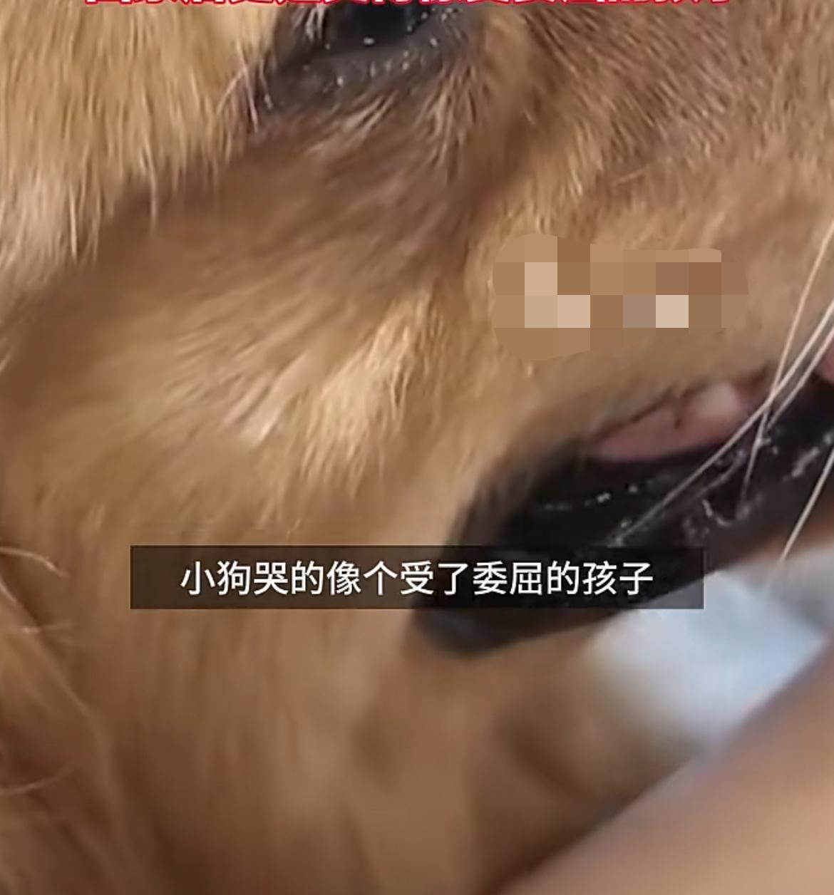 看哭了！婆婆嫌弃狗掉毛，偷偷丢掉儿媳的狗，儿媳冒雨找到狗狗，狗狗正冒雨在车流中仔