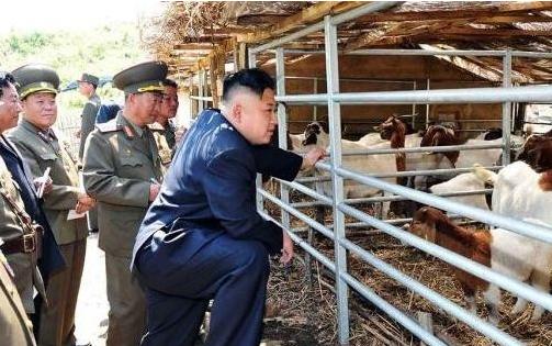 想吃却吃不起！朝鲜人的猪肉困境背后竟是这些原因