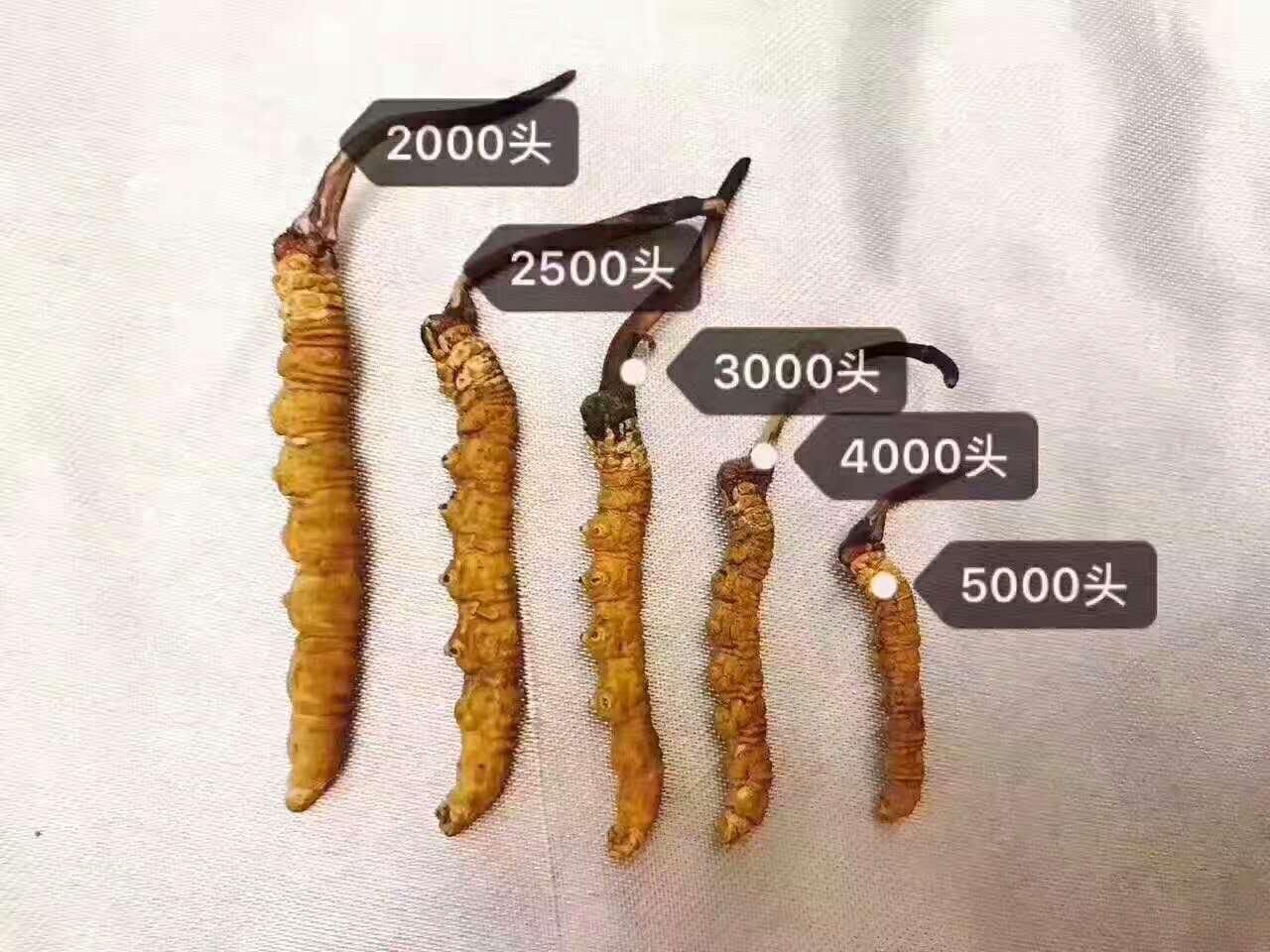 冬虫夏草的功效与作用, 你也许真的不知道!
