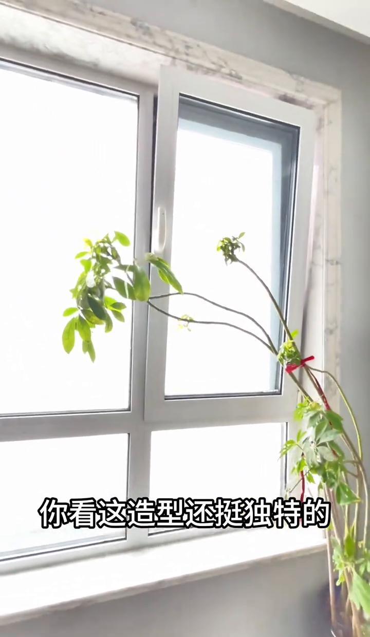 冬天养植物，湿度是关键。暖气一开，空气干得跟沙漠似的。你家绿萝黄叶、掉叶子，