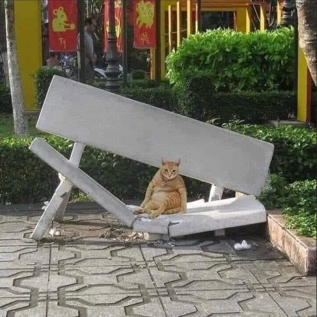 小猫该减肥了​​​
