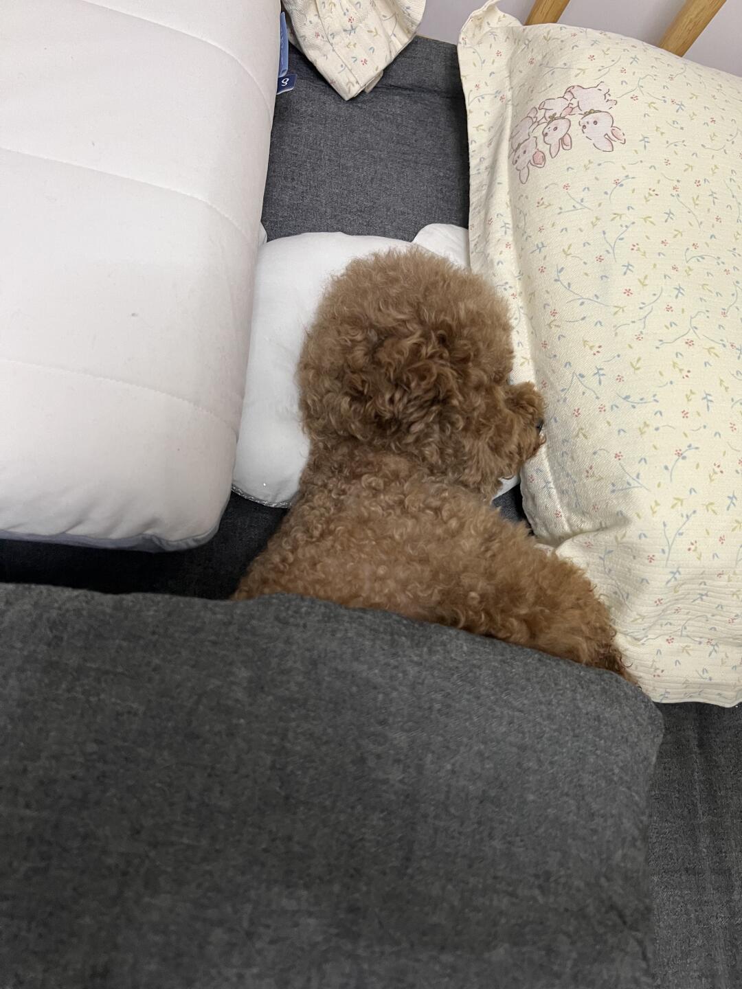 小狗睡觉的时候怎么能这么迷人！