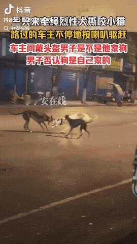 江苏南京，一名车主看到三只未牵绳到烈性犬撕咬小猫，然后车主按喇叭驱赶未成功，不料