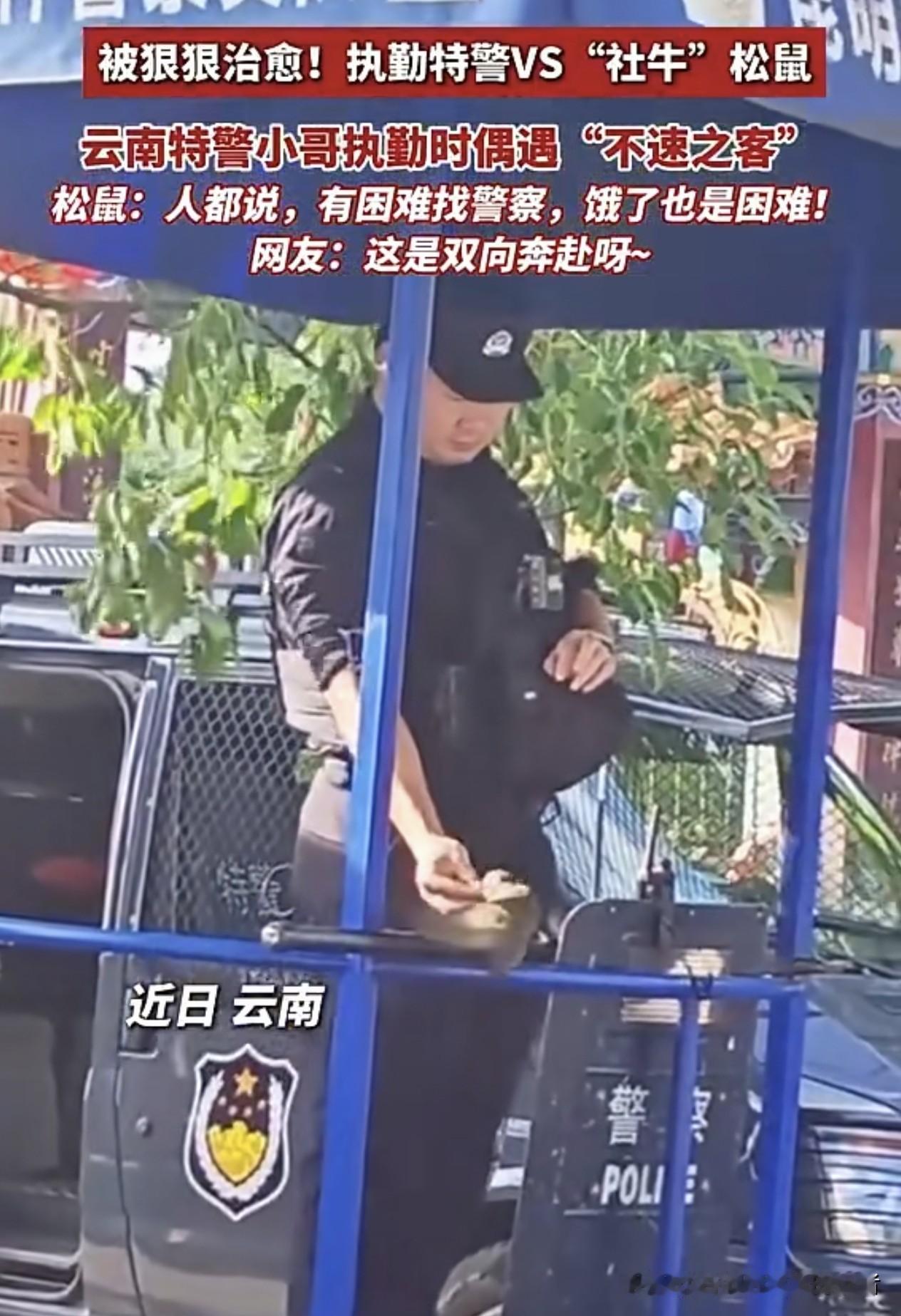 全网治愈！小松鼠找执勤警察求助讨食，把中国人的人情世故拿捏死了。真的被这一