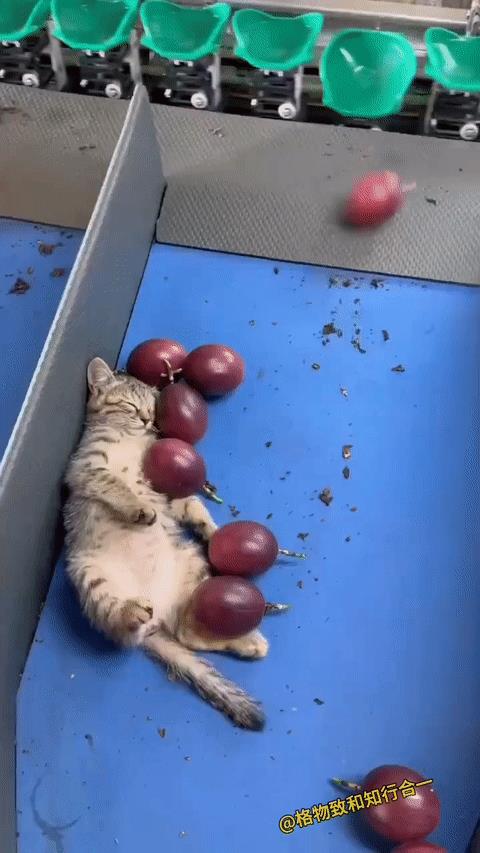 打工猫猫在分拣水果的时候睡着了[大笑]