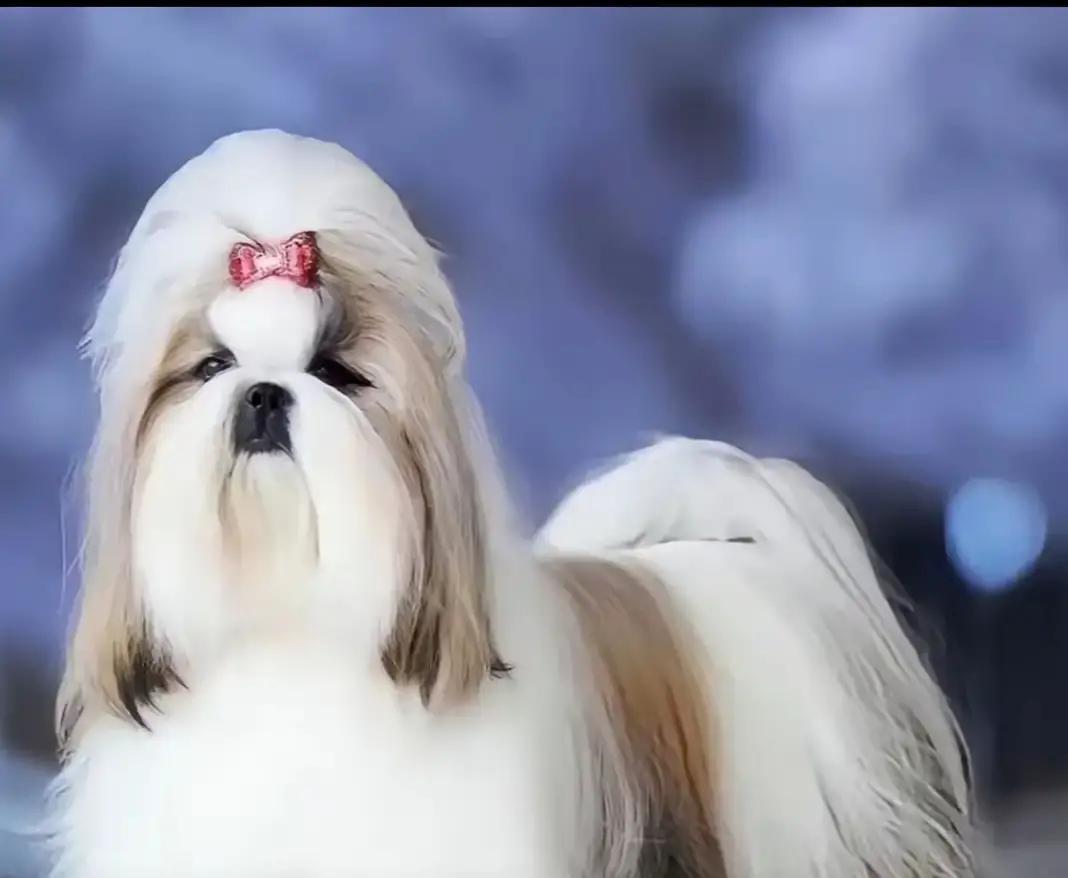 给狗擦眼泪十年，不是爱心，是特权？兽医递给我一张纸：西施犬的泪痕，不是美观问题