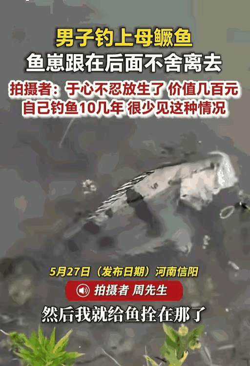 万物皆有灵！河南一男子费半天劲钓了条七八斤的野生大鳜鱼，谁知道他把鱼拴在水里后，