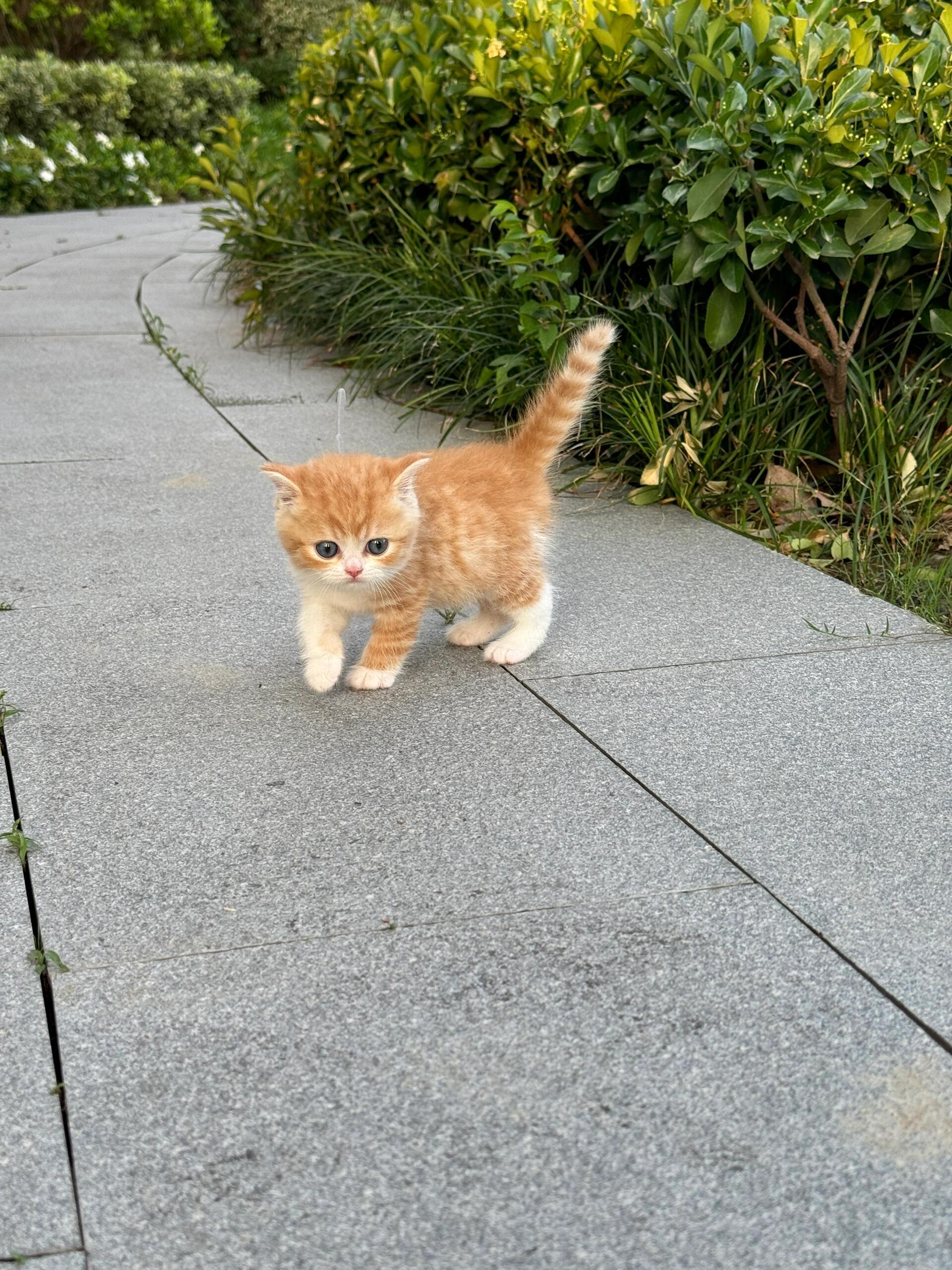 真正的emoji🐈!!!​​​