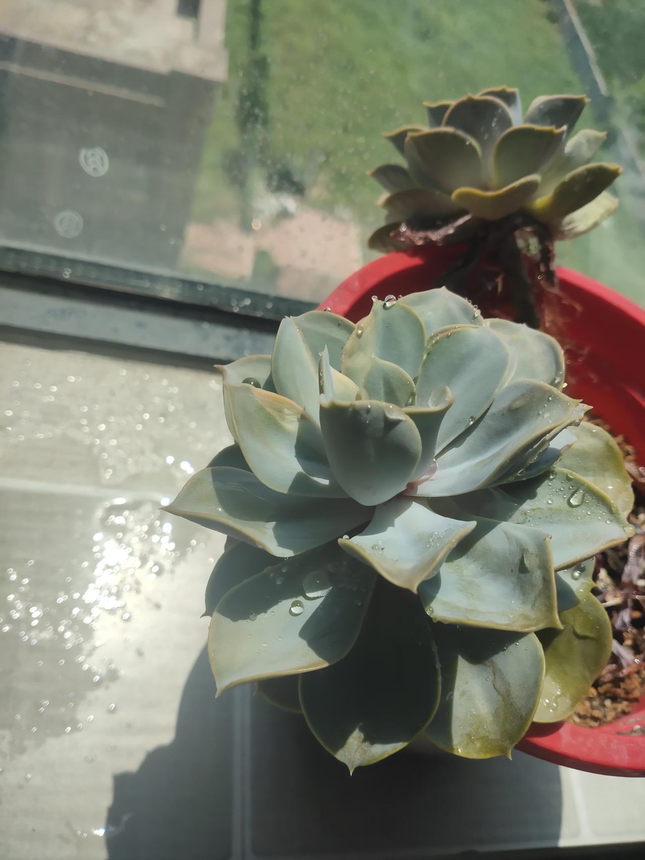 窗台上这两盆多肉，经阳光一晒，叶片上的水珠亮晶晶的，跟小钻石似的。那肥厚的叶子，