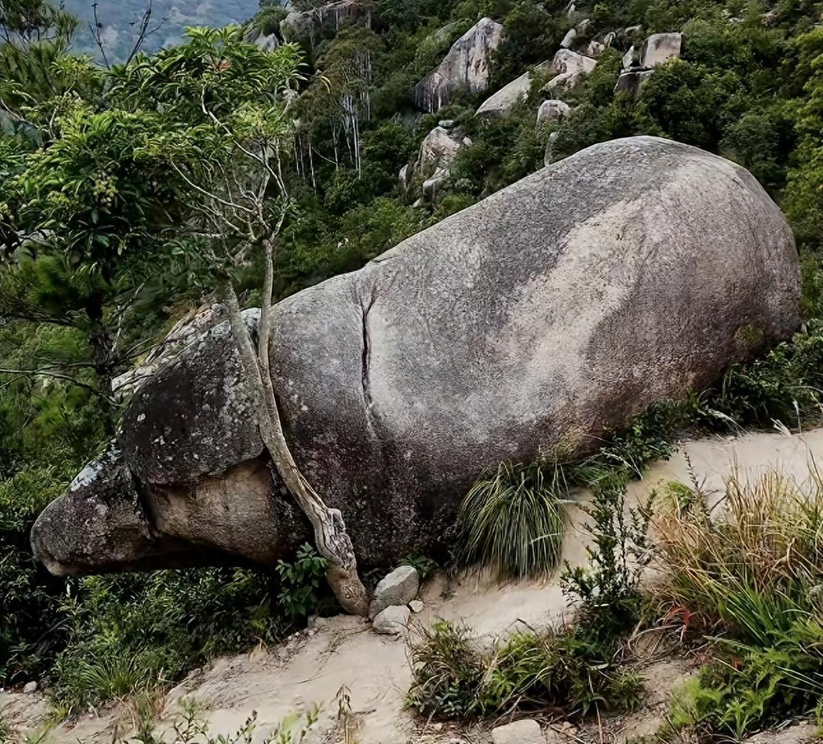 福建霞浦一块石头火了！网友看了直呼：“这不就是二师兄本尊吗？”景区连忙回应：天