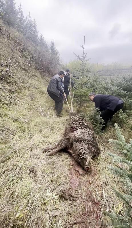 甘肃天水一个农户保护队为了捕获一头400多野猪动用12条猎犬，把野猪咬死了，但是