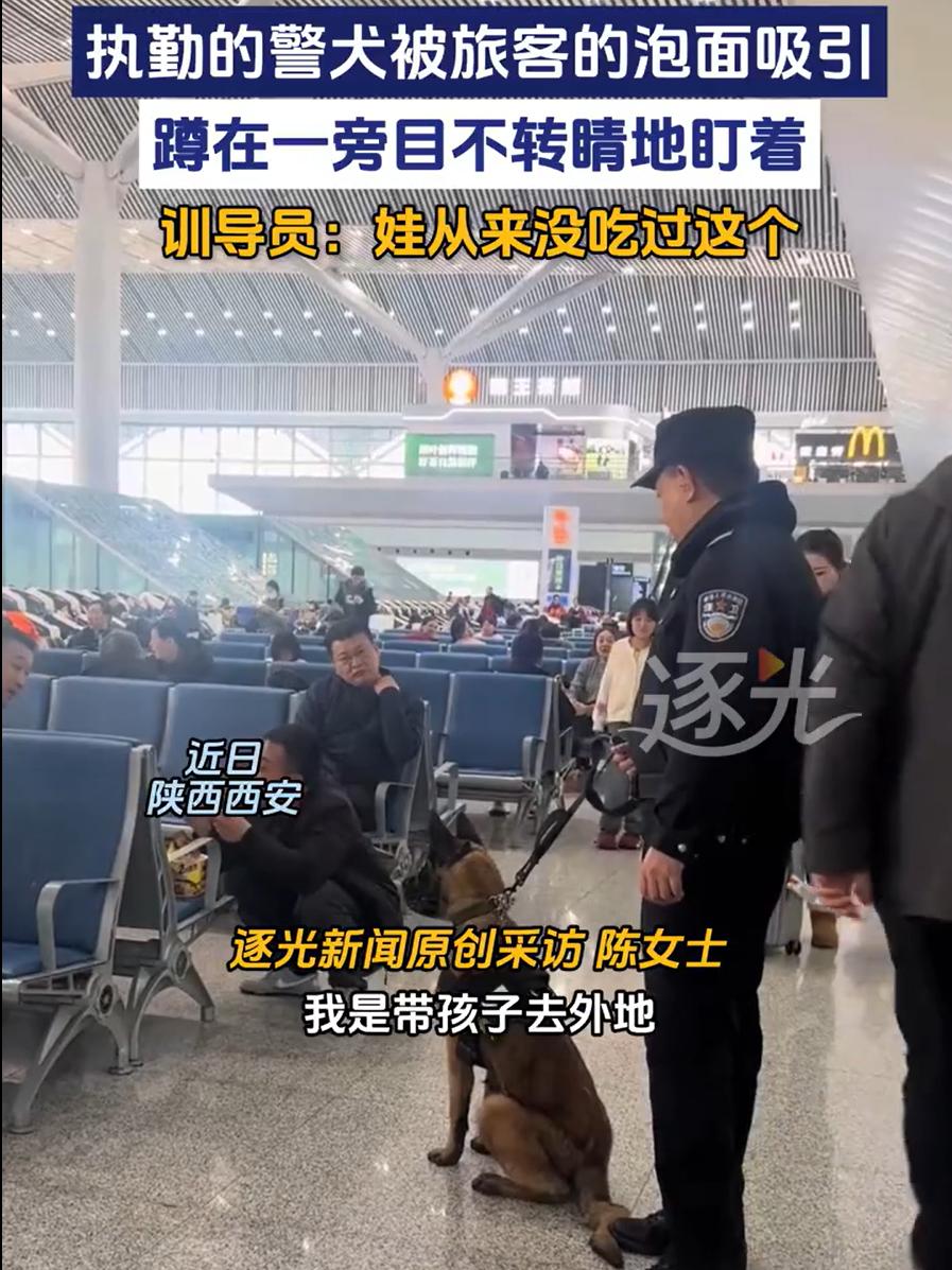 笑死了！陕西西安，一男子在火车站候车时，随手打开了一桶方便面，没想到，一只警犬闻