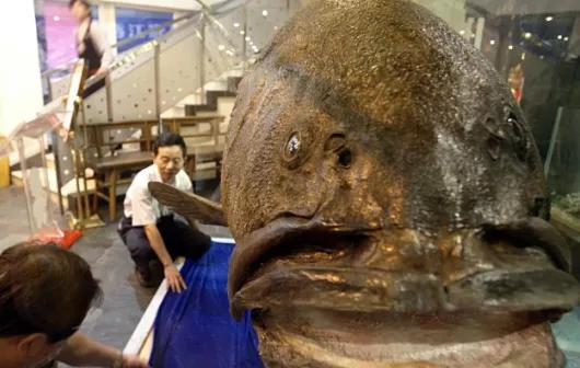 2013年，南沙群岛海域，一条野生龙趸被拖上渔船，现场过磅——683斤。这数字不