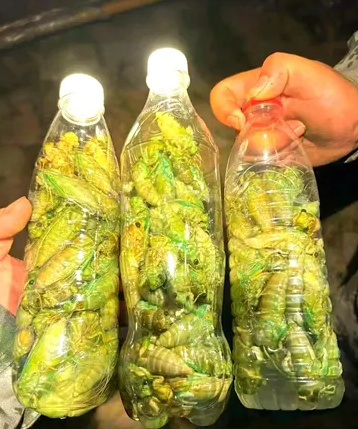 这是哪里的特色美食？应该怎么做才好吃？