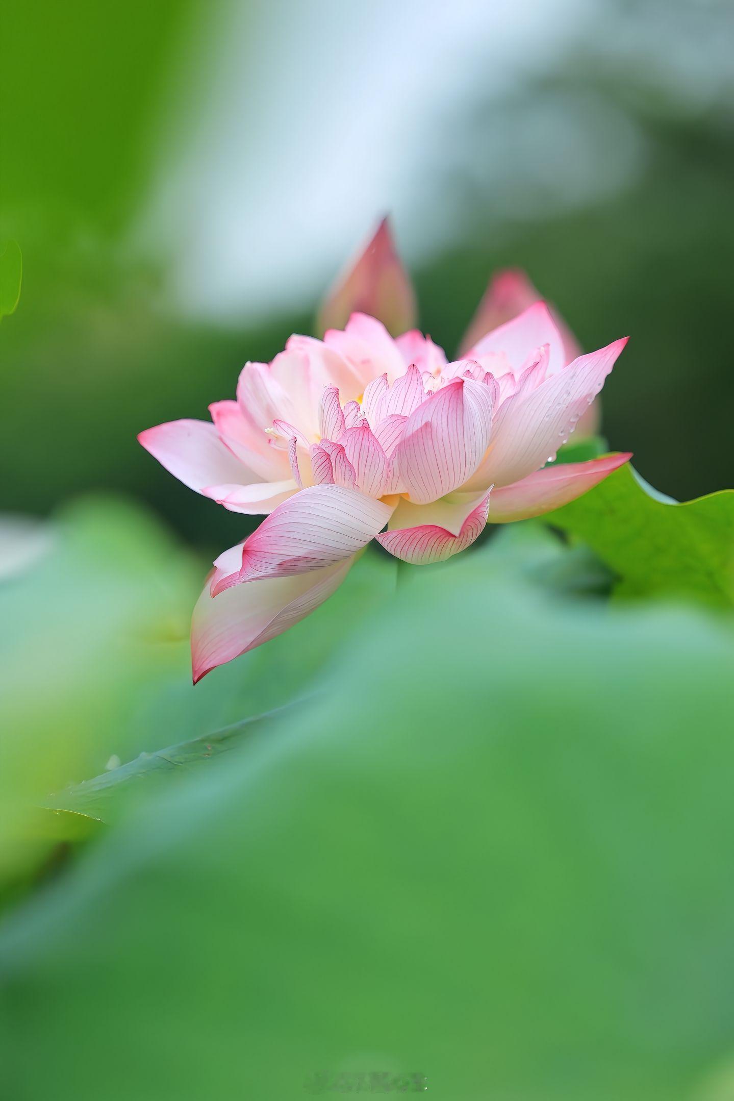 人工智能e企兴桂一念心清静，荷花处处开。​​​