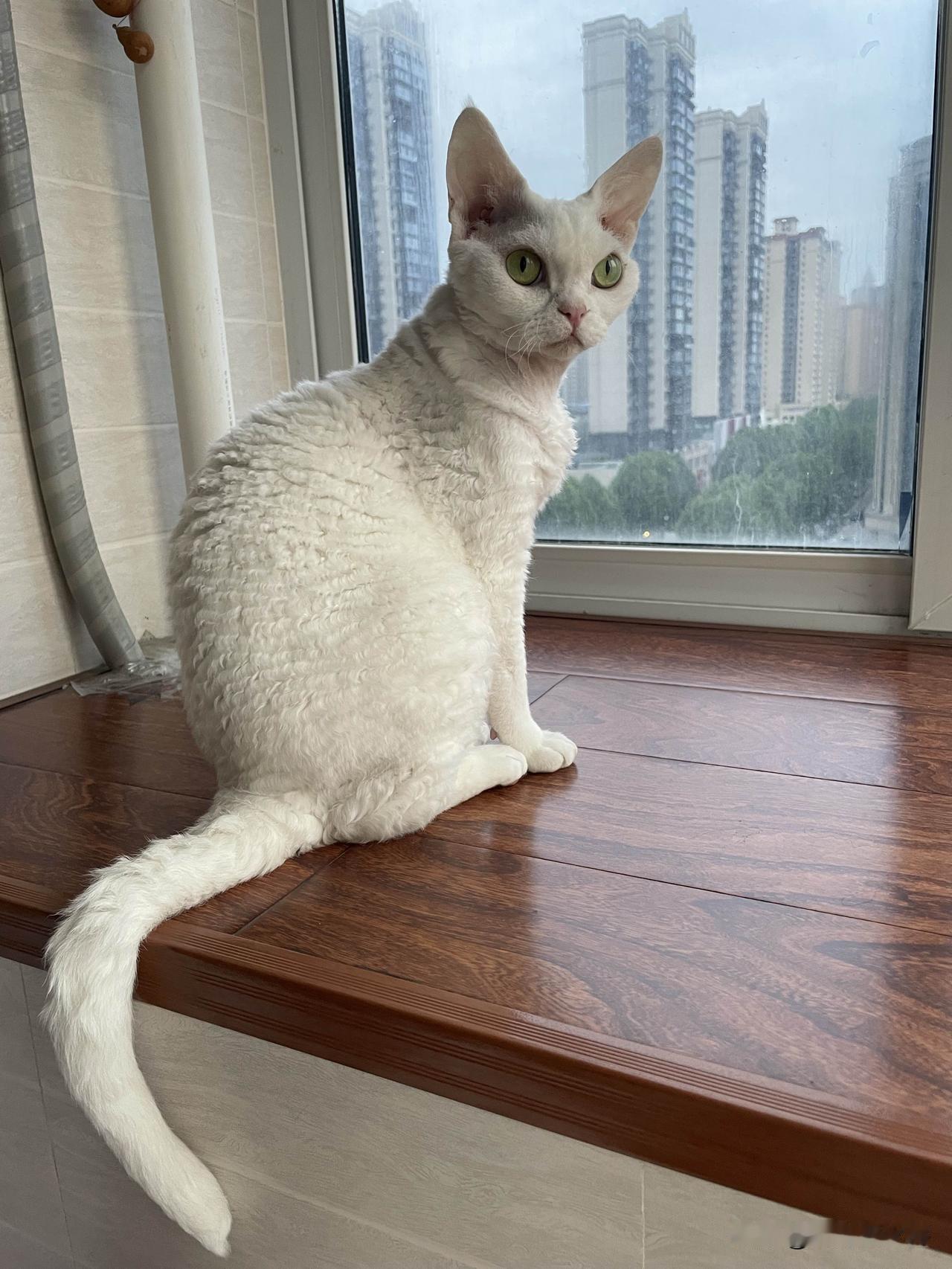 下图是我家的可爱小猫咪，早上起来，认认真真地看风景。