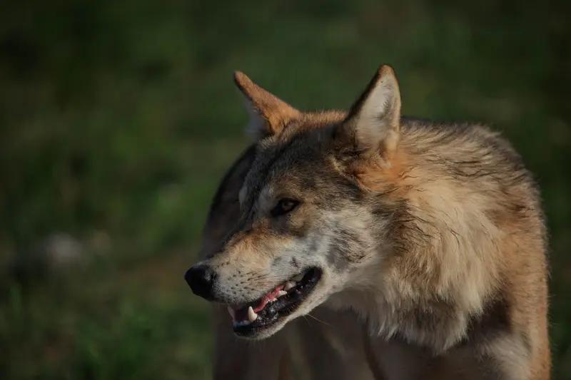 早年间有一个人田间干活，中午休息的时候躺在地上睡觉被狼吃掉了。当他儿子赶到的时候